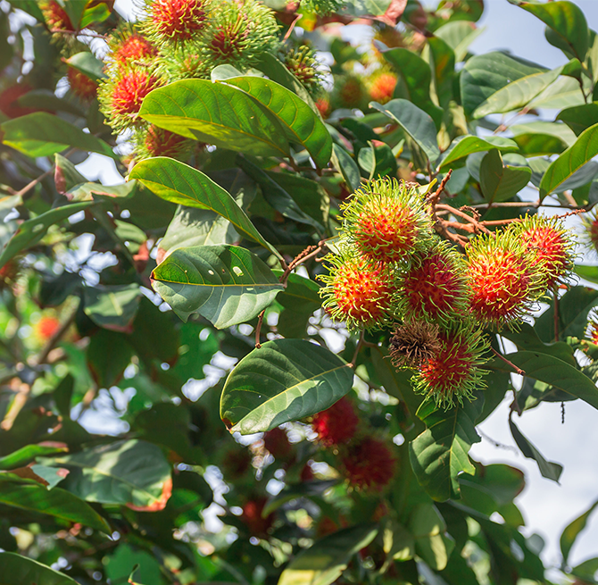 rambutan